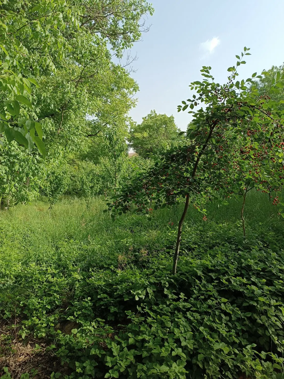 زمین خالصه