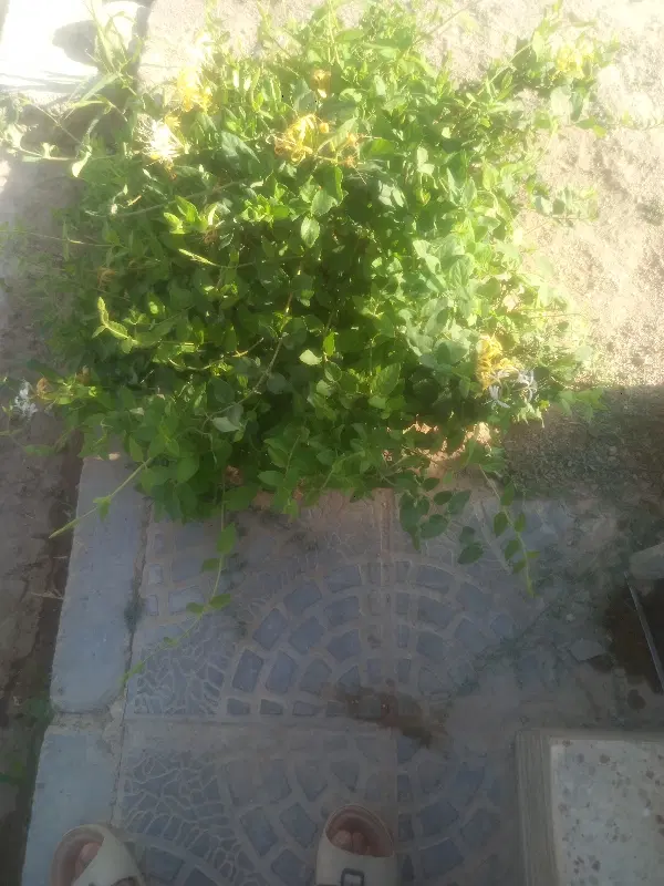 باغ مسمر وزمین باطرح گلخانه