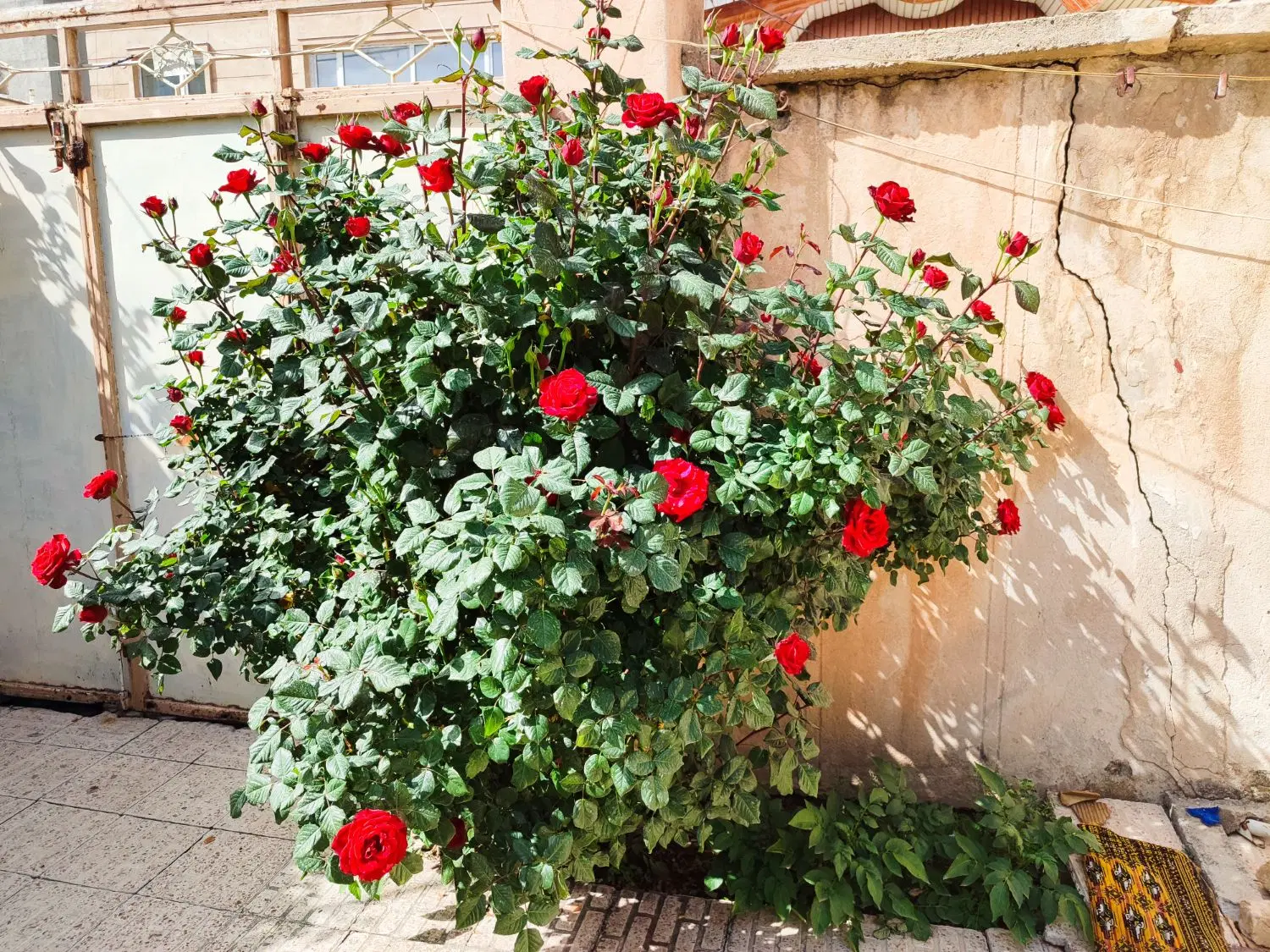 فروش یا معاوضه