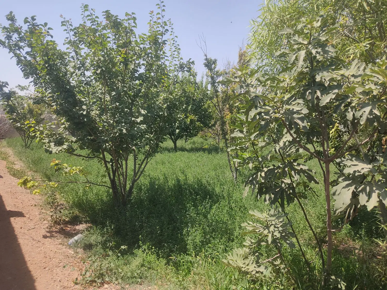 فروش باغ چهار دیواری