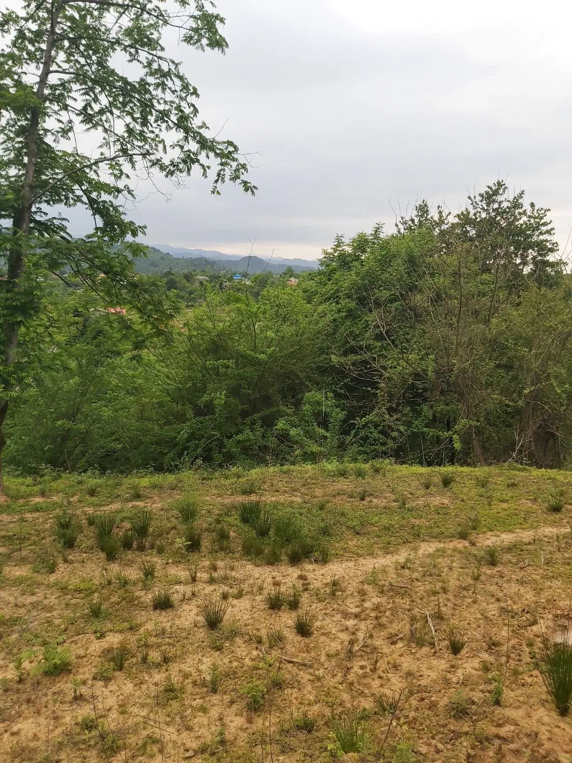 زمین در قلعه رودخان فومن روستای کیش رودبار