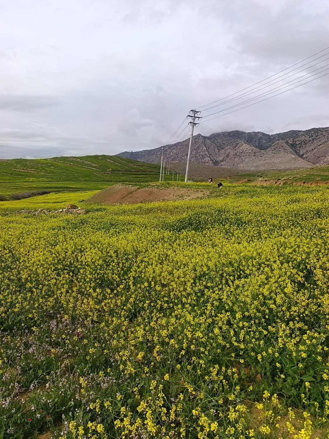فروش زمین در بلهزار