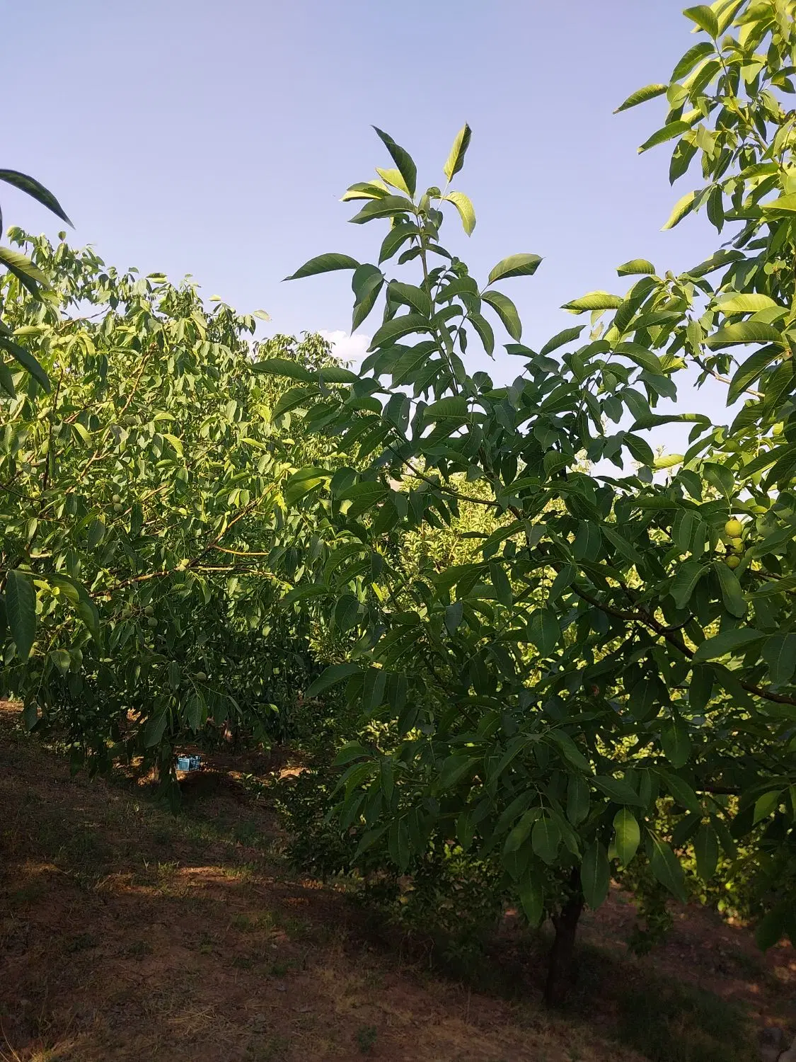 فروش باغ در طالقان پائین دست سد روستای لهران