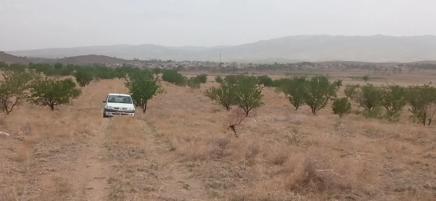 باغ دیمی بادام شهر مرند روستایی ابرغان