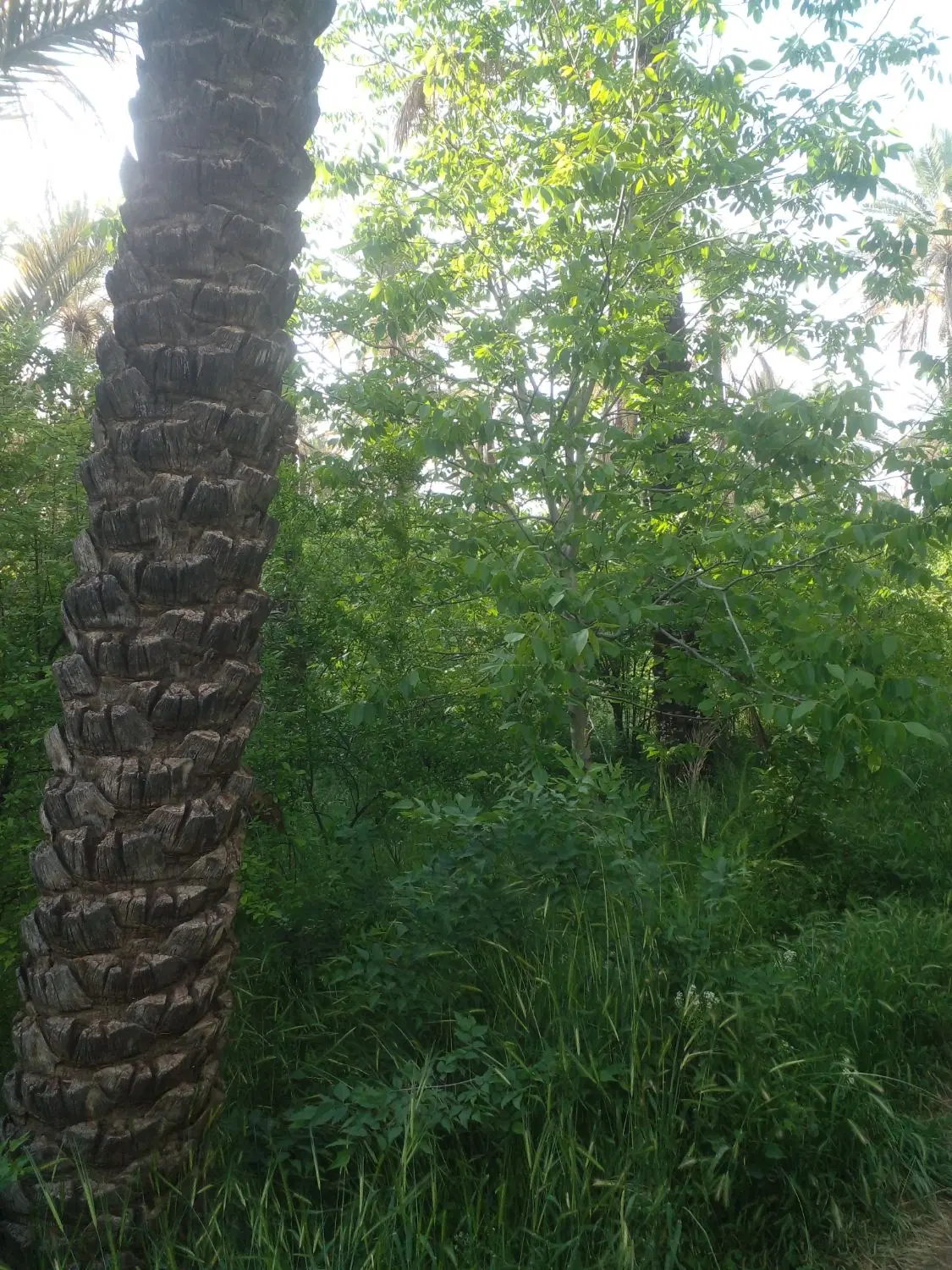 باغچه باغ ۵۰۰ متری خاوران