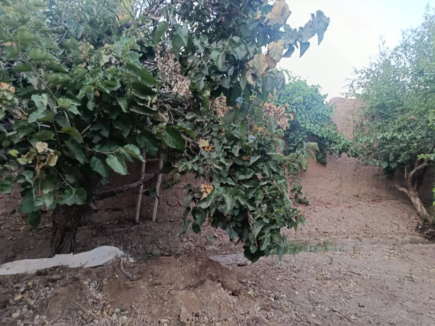 فروش ده من باغ با موقعیت بی نظیر با ای قنات