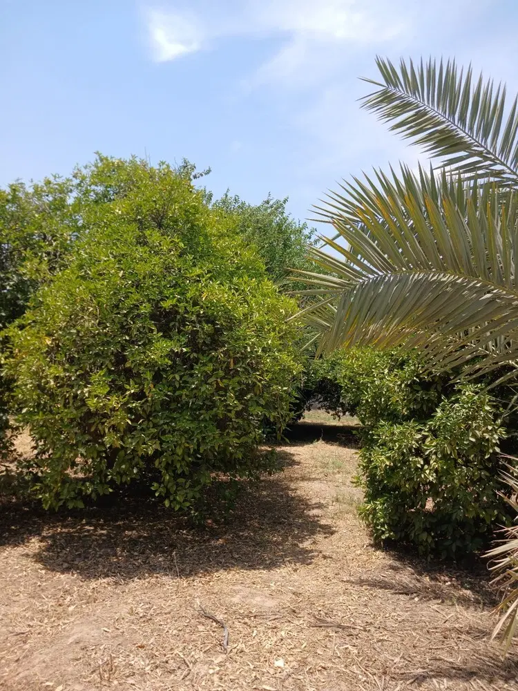 باغ درخت