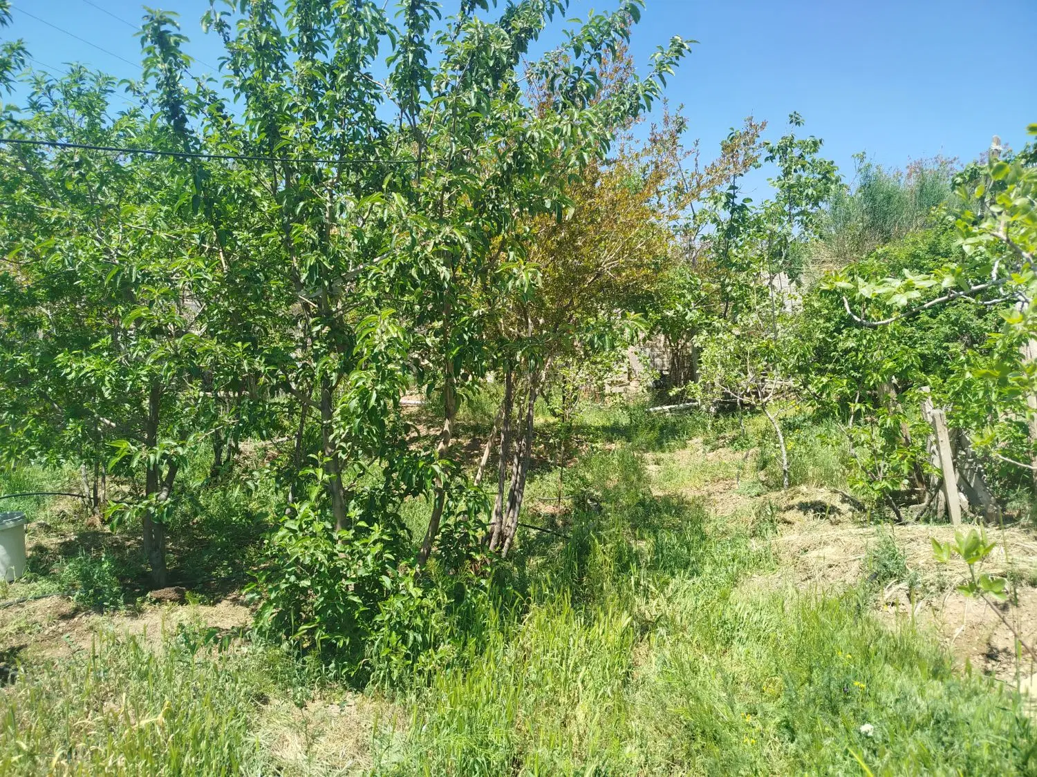 باغچه ۲۱۰ متری در چنارک حصارک