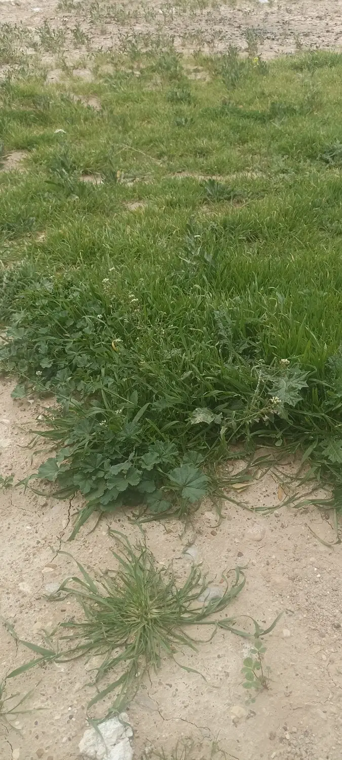 زمین ۵۰۰متری گردخون