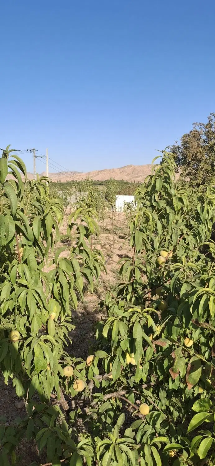 باغ حاشیه جاده گاز فیروزه