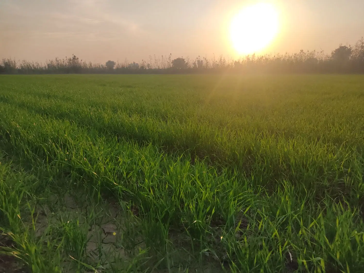 اجاره 7 هکتار زمین برای چغندر روبه روی شهرک صنعتی