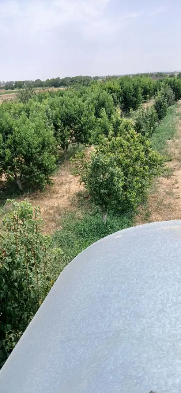 باغ،باغچه،زمین،معاوضه