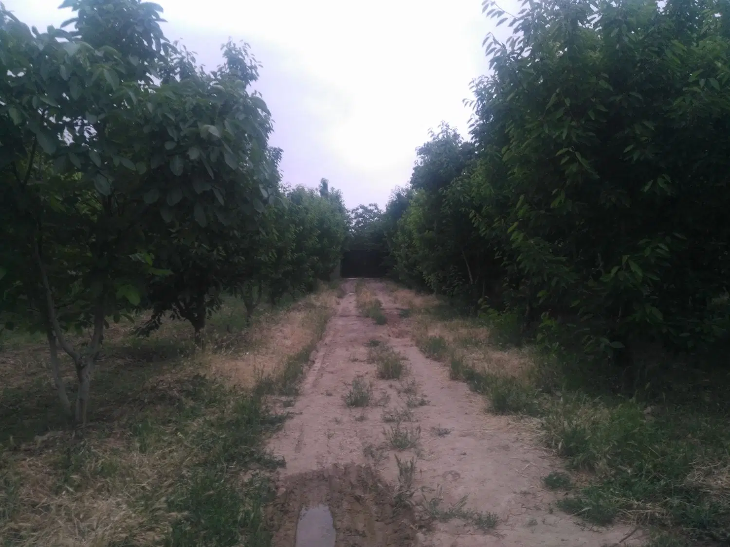 زمین کشاورزی