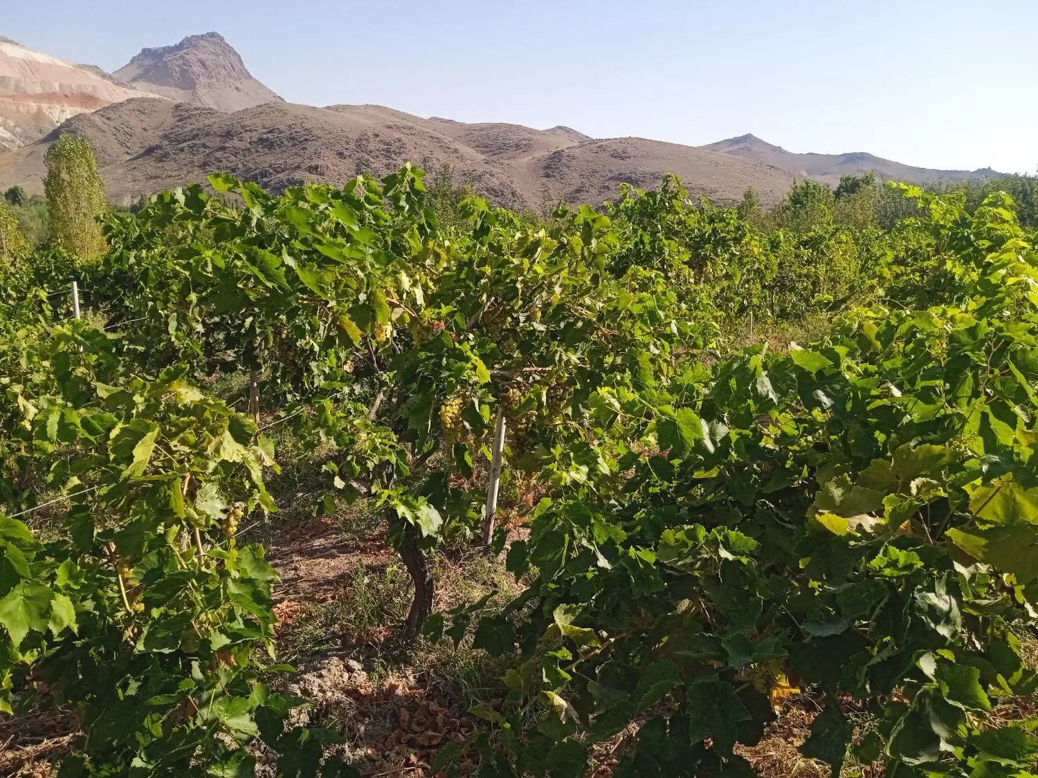 باغ انگور روستای جبدرق