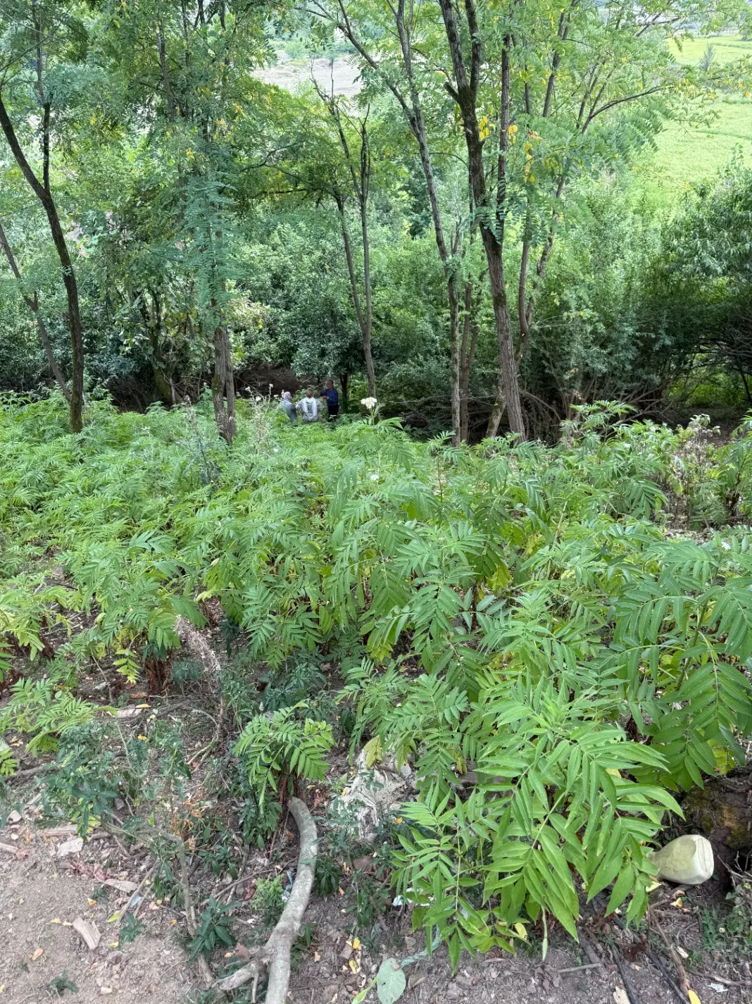 زمین کشاورزی باغی