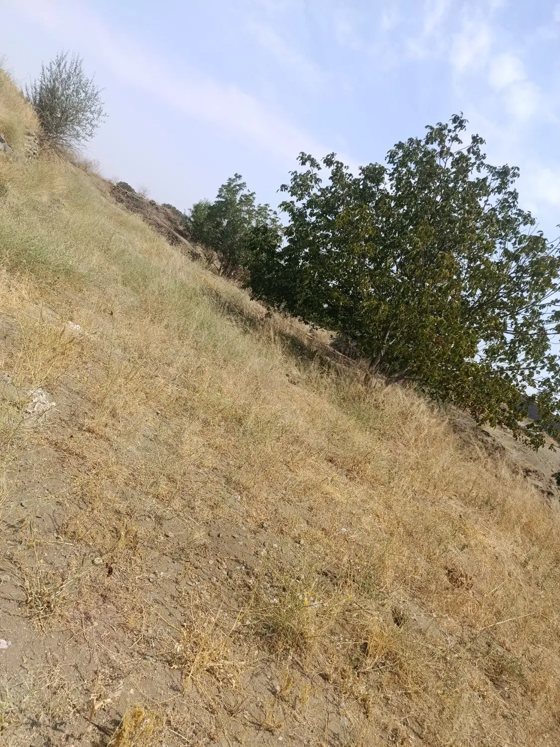 فروش زمین کشاورزی مریانج