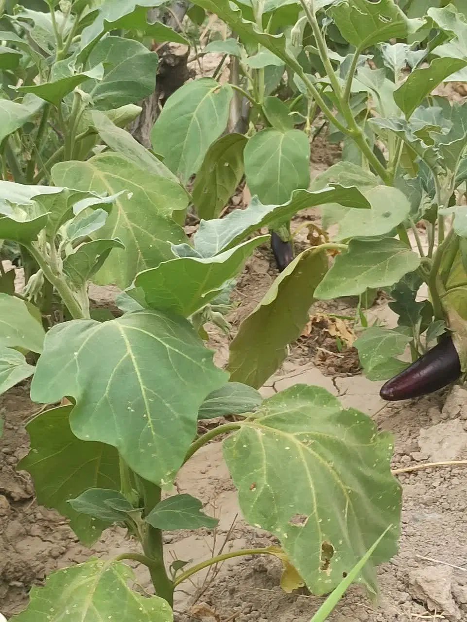 باغ بزرگ دور دیوار
