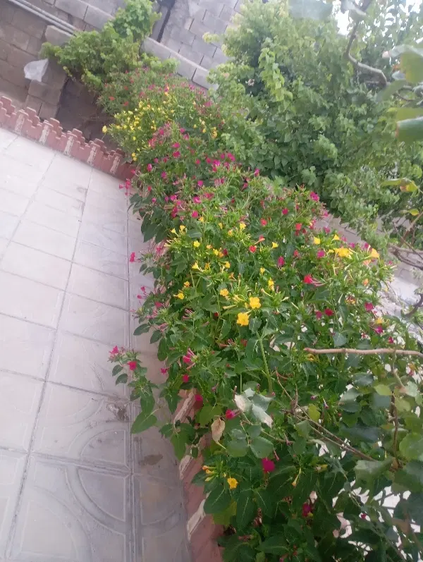 خانه اجاره