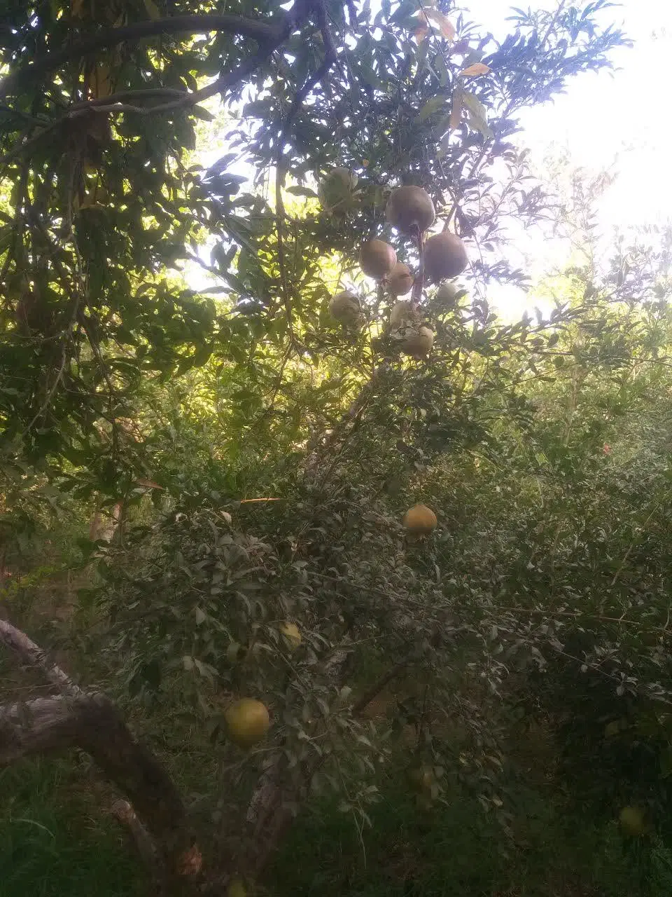 باغ انار شاهدیه ( ابرند آباد)