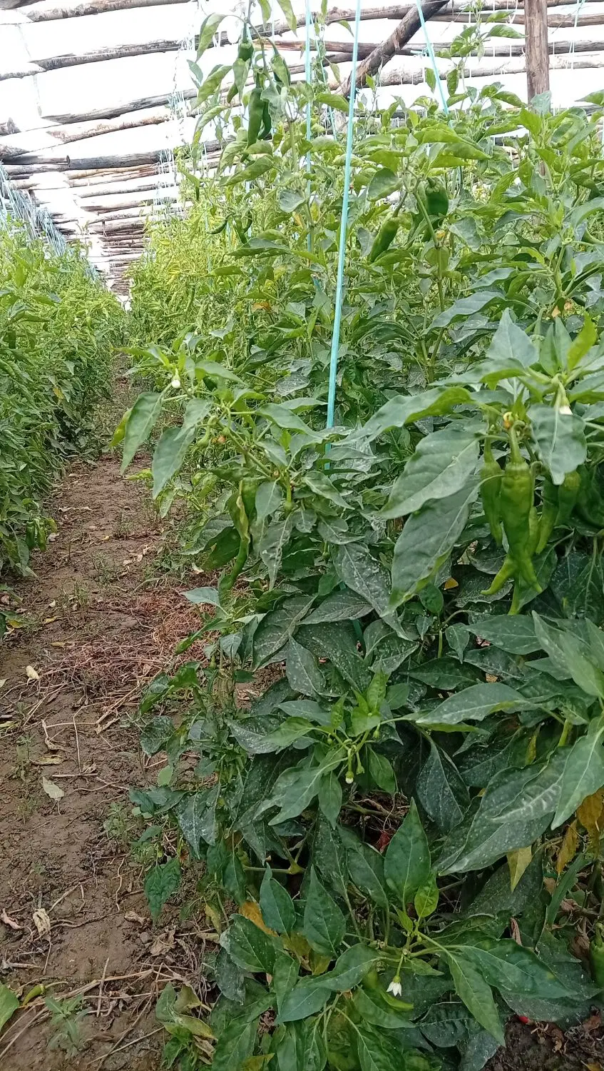 فروش گلخانه چوبی