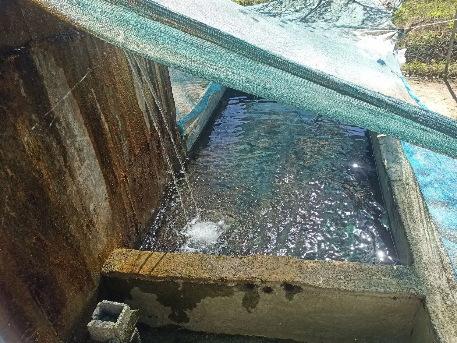 استخر ماهی سردابی