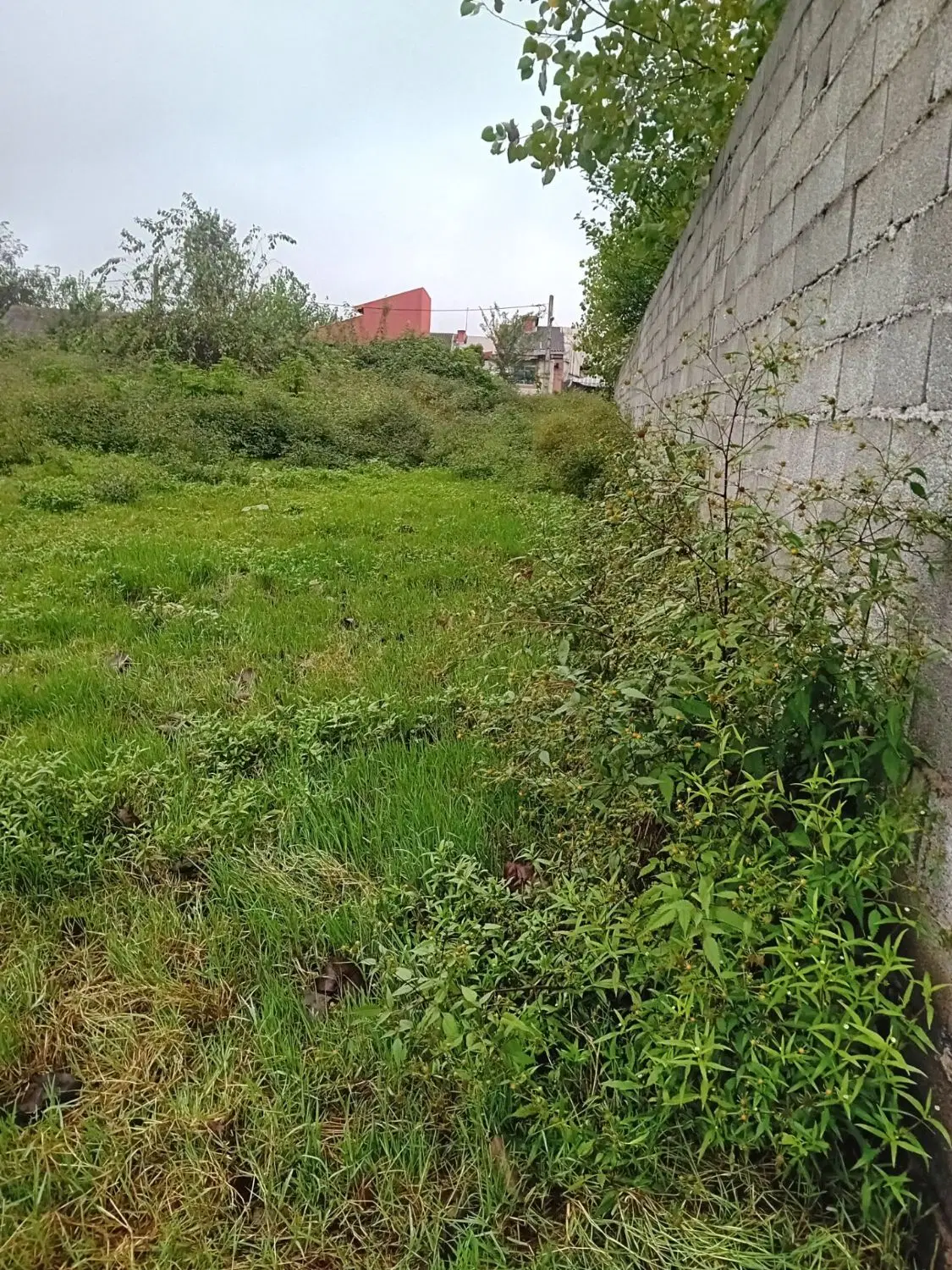 زمین به مساحت ۵۵۶ متر دارای نامه بنیادمسکن