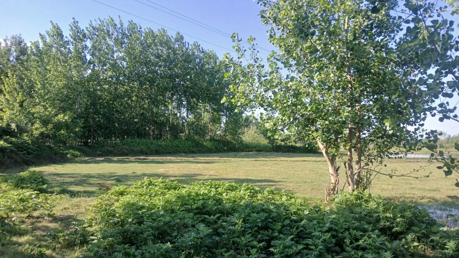 ۵۵۰ متر زمین جای بکر سنگر رشت