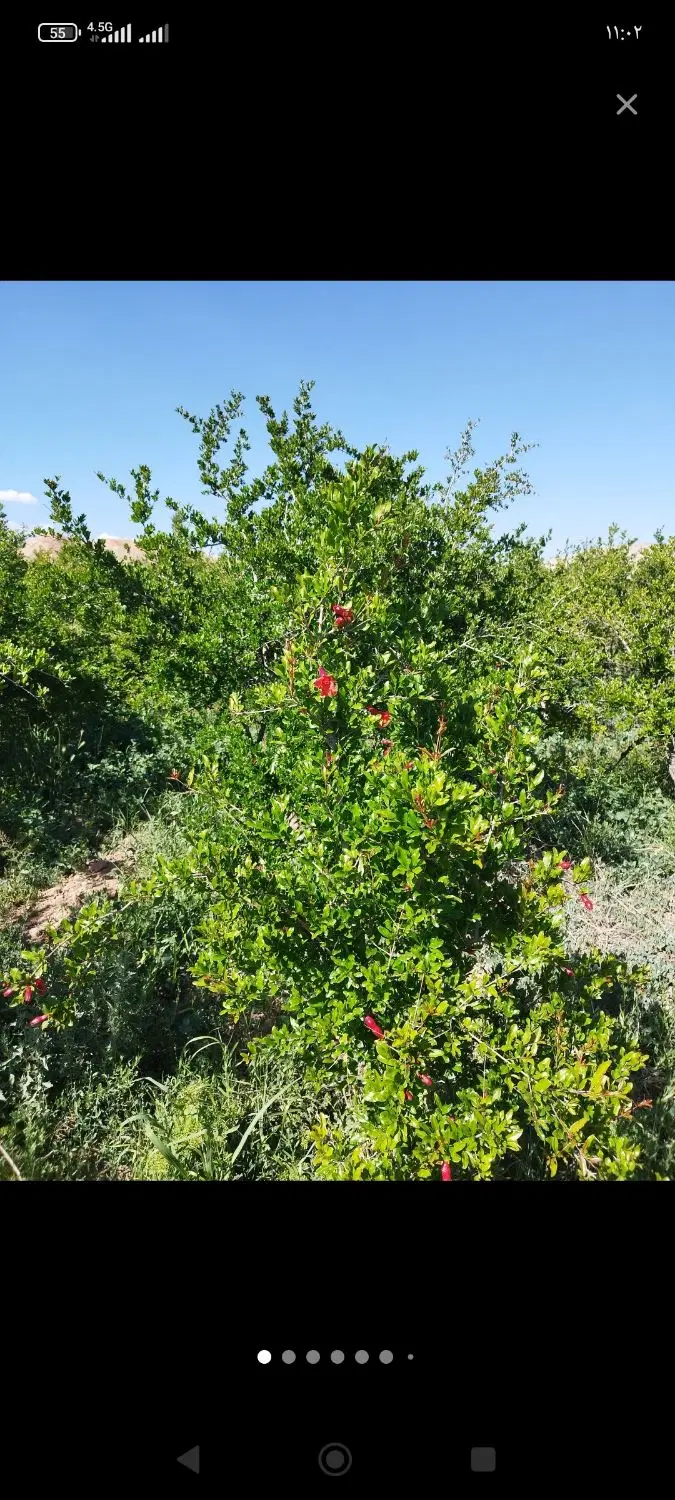 فروش باغ انار