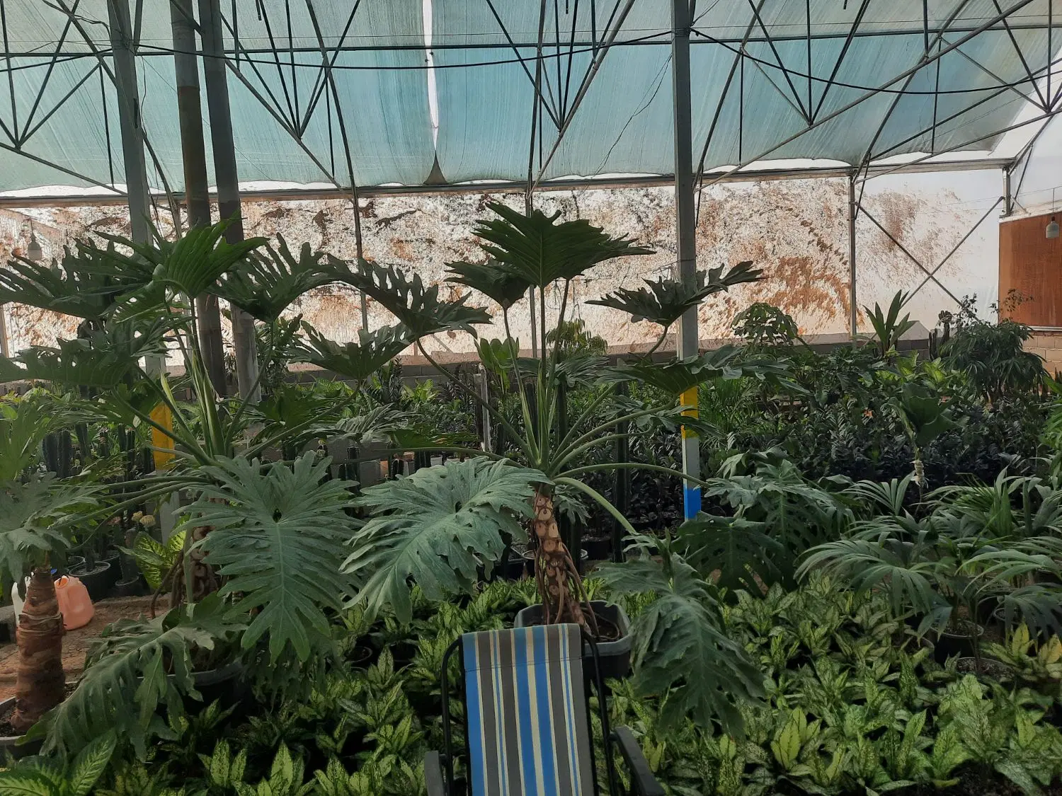 گلخانه