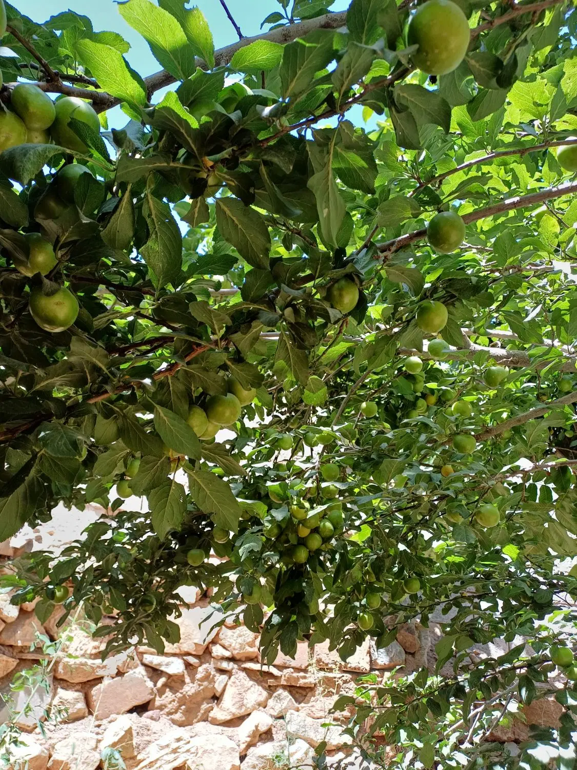زمین باغ