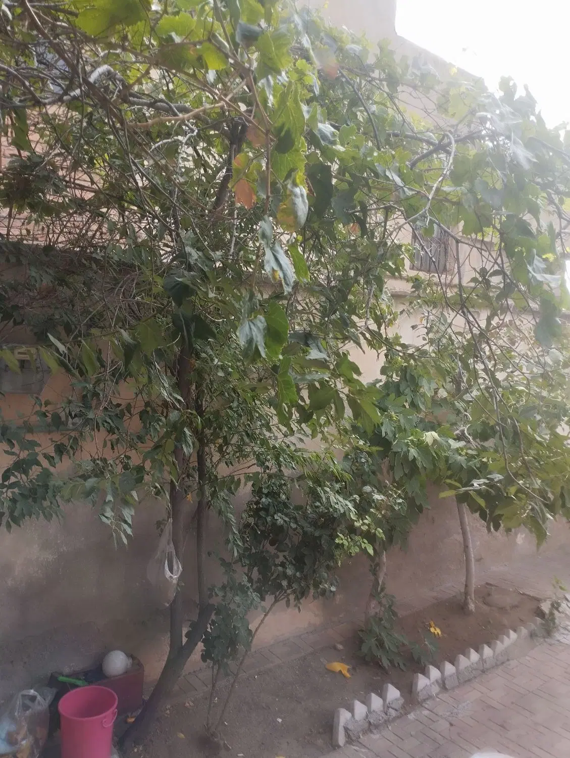 اجاره خانه دربست 130متر درقربانی