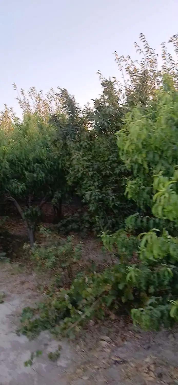 معاوضه یا فروش ۷۵۰ متر باغ ۴ دیواری با نامه جهاد