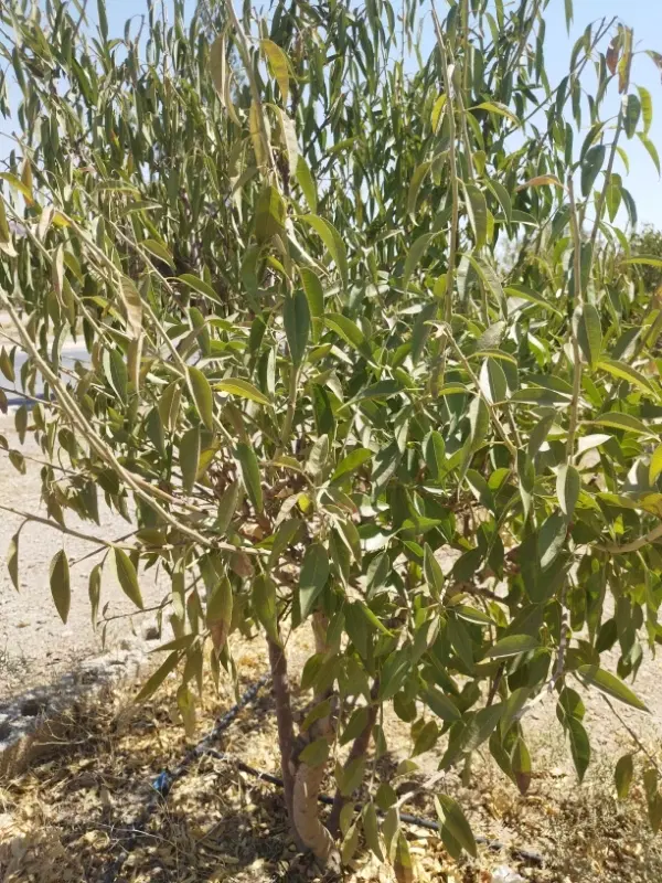 طرح باغات قنوات نجف آباد