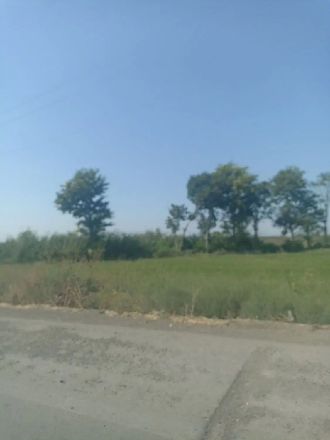 اجاره زمین سیر جای گندم