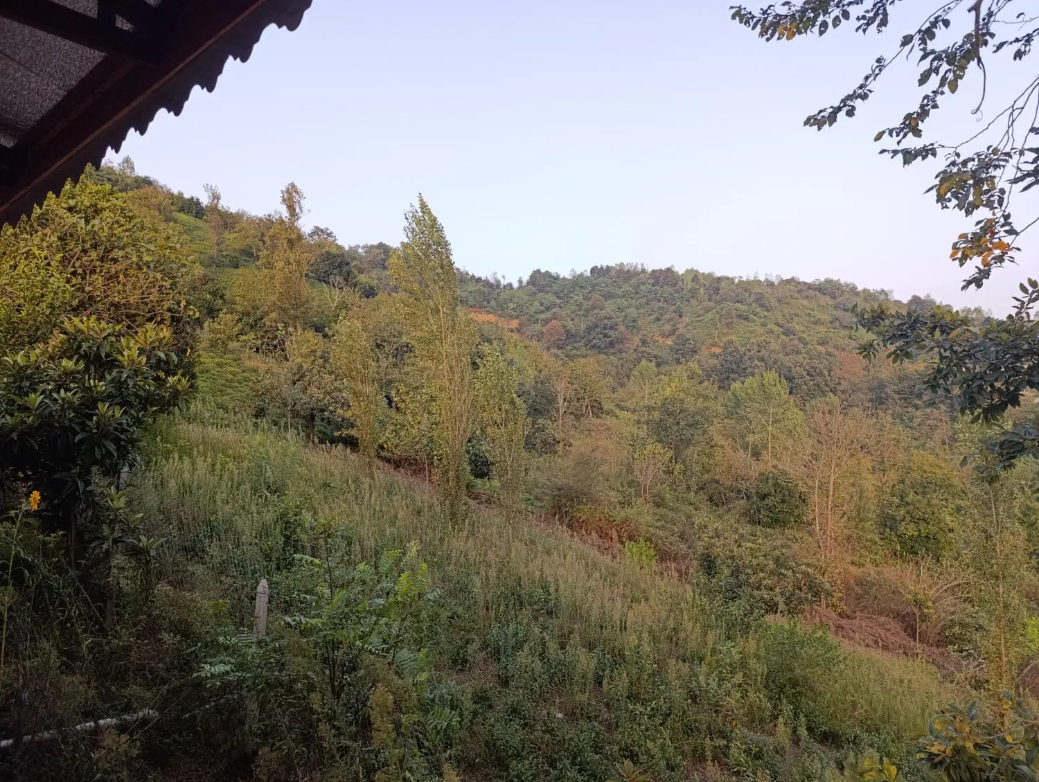 زمین 1600متری ،روستای شیرنسا