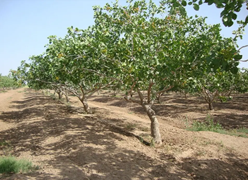 باغ پسته رازین