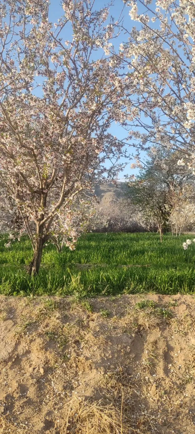 باغ بنادک سادات