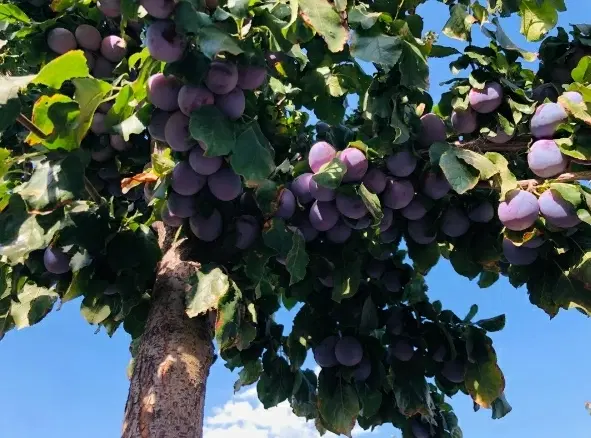 باغ مثمر با درختان 5الی6ساله بیستون