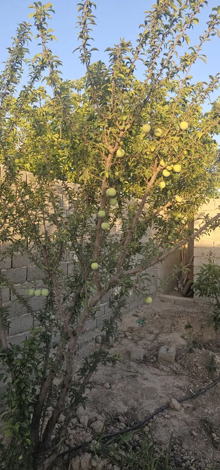 باغچه چهار دیواری قدیمی
