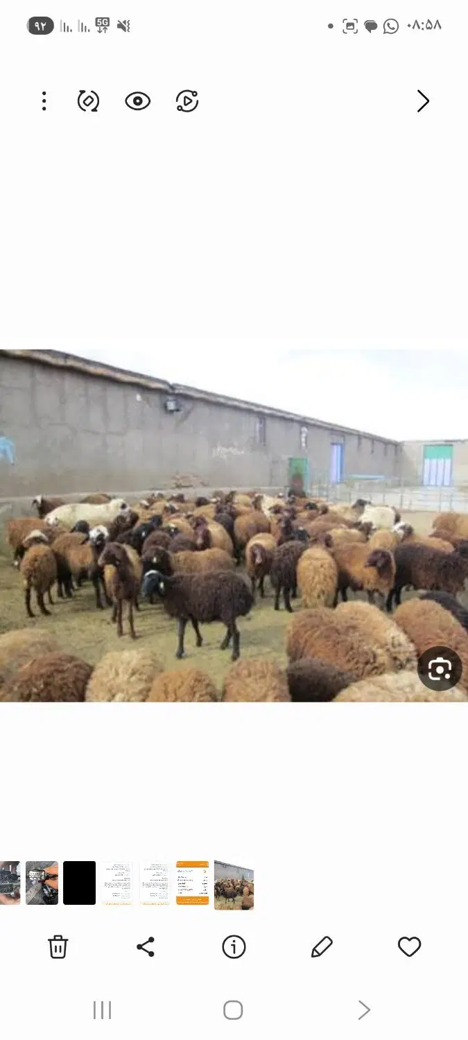 دامداری