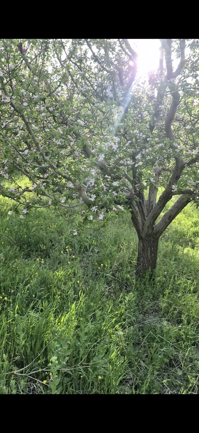 فروش باغ تجاری 25ساله درروستای گردشگری اجیکند