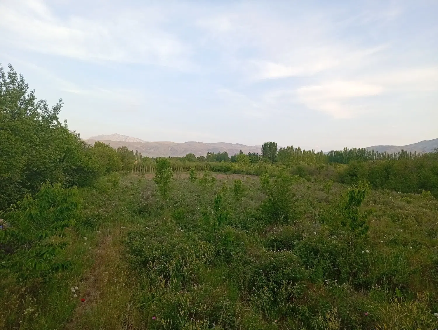 باغ زمین کشاورزی ۱۰۰۰متری فرورق