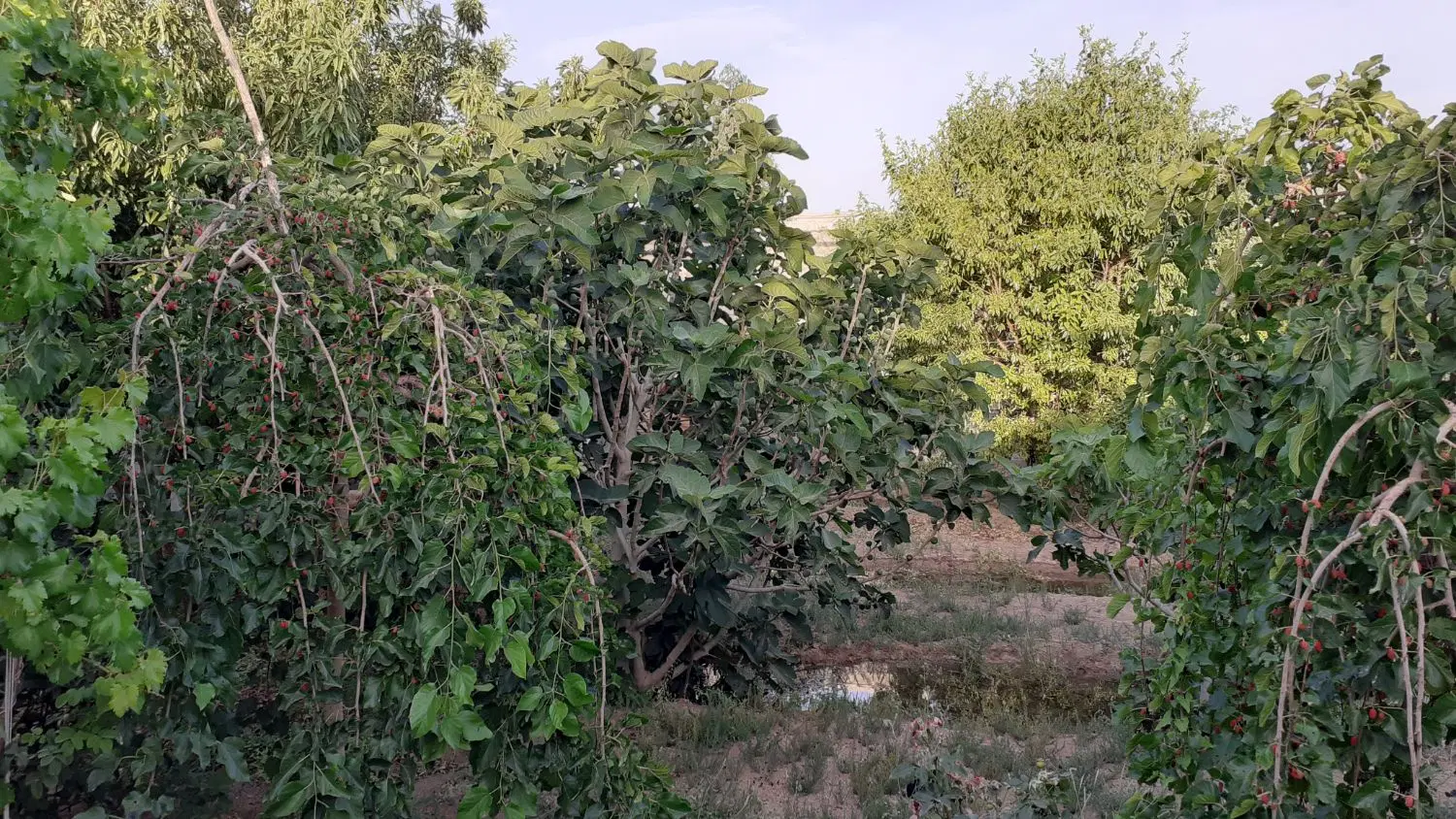 فروش باغ ۸۵۰ متری