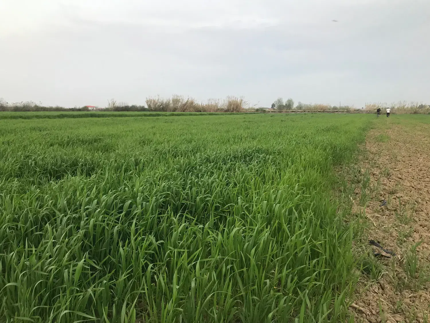 ۲۰۰۰ متر زمین کشاورزی بهنمیر دارابدین روشن