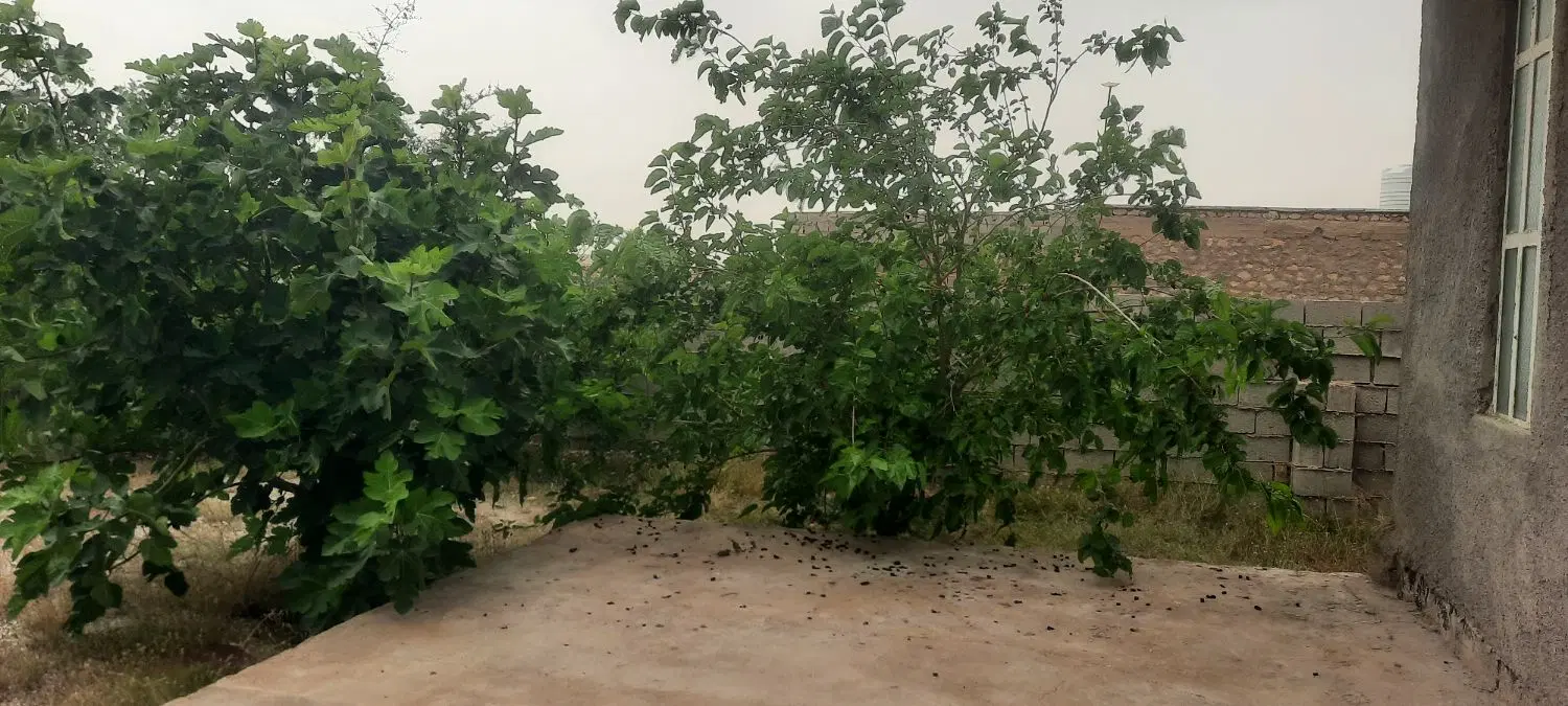 خونه