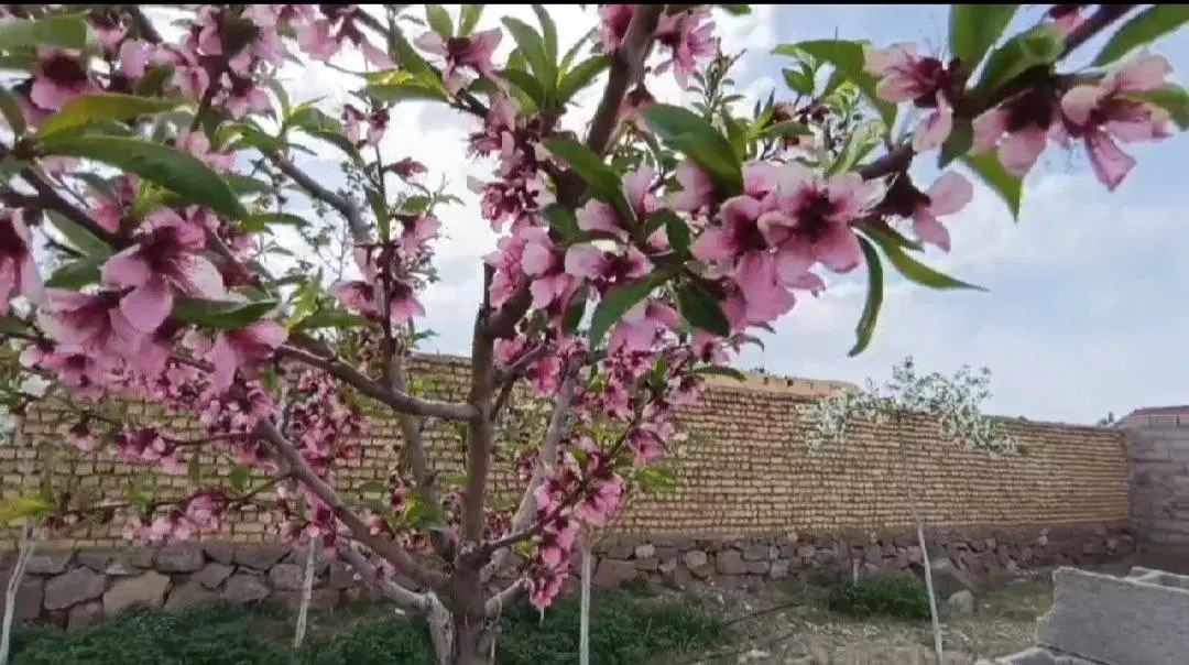 ۸۰۰مترباغ دور دیوار گلمکان