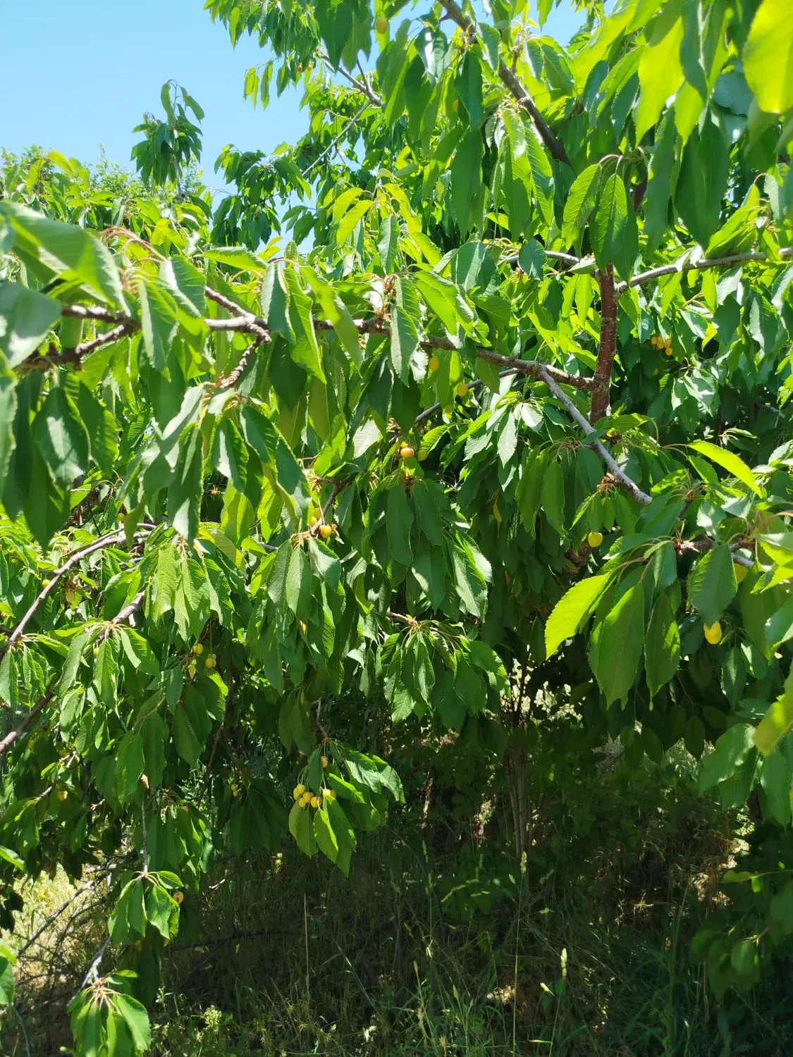 فروش باغ درختی مثمر ۱۰۰۰مترصالح آباد مرزیجران