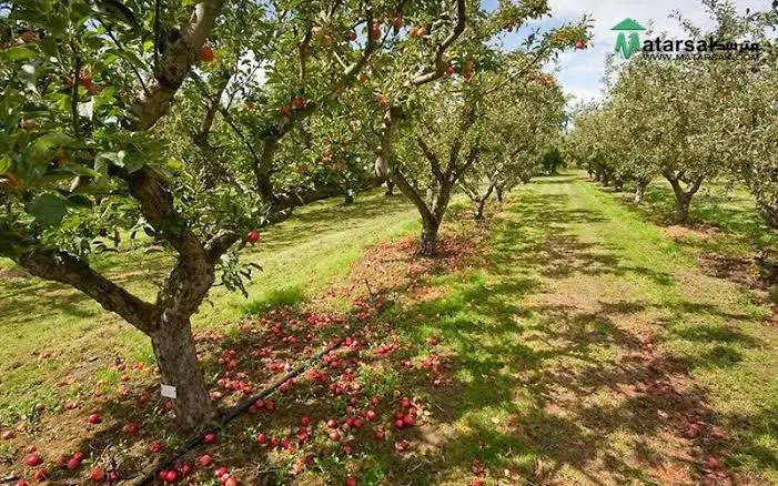 زمین فروشی میوه