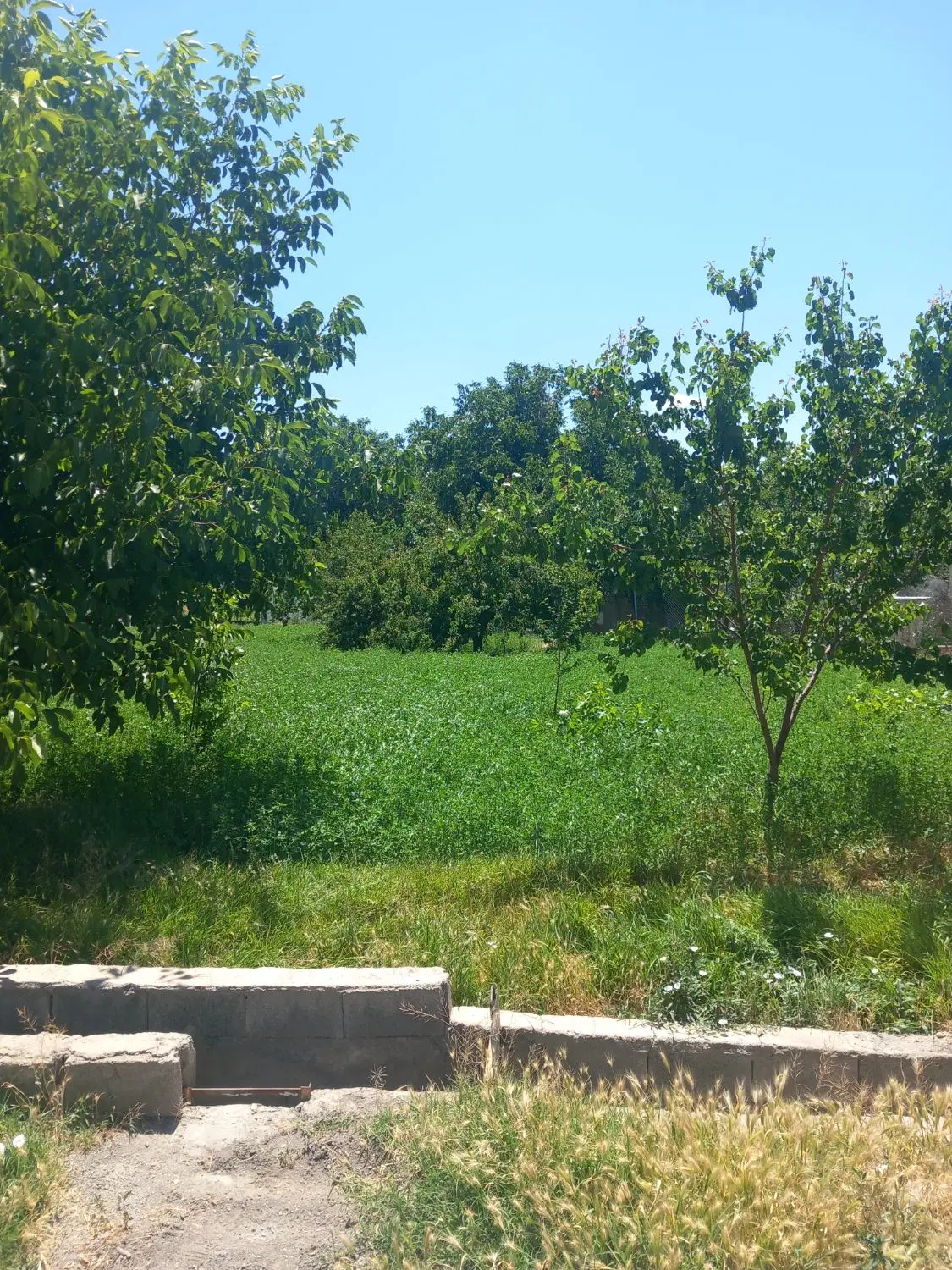 باغ دراذرشهر
