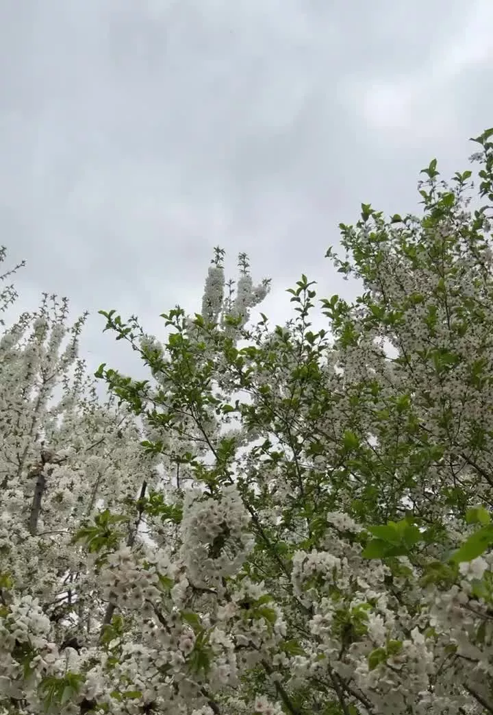 باغچه ۵۴۶ متر فشند